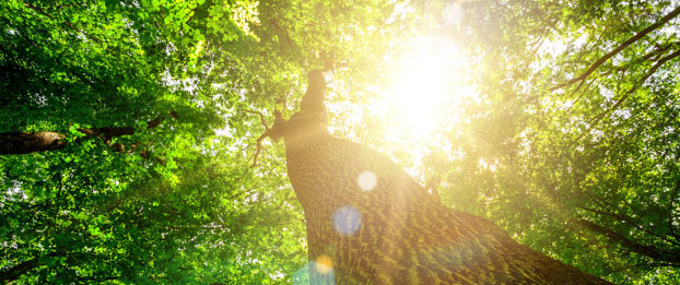 Eco-Friendly Strategies for Global Organizations Eco-Friendly Strategies for Global Organizations