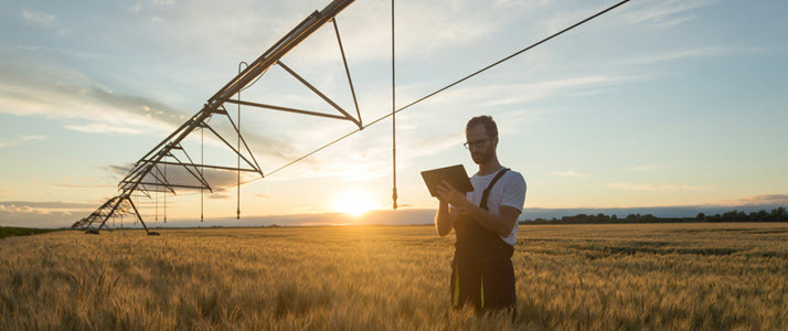 Young man standing in wheat field under irrigator with ipad
