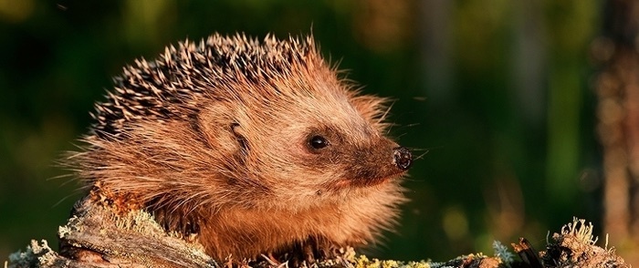 A hedgehog sits on a branch outside.