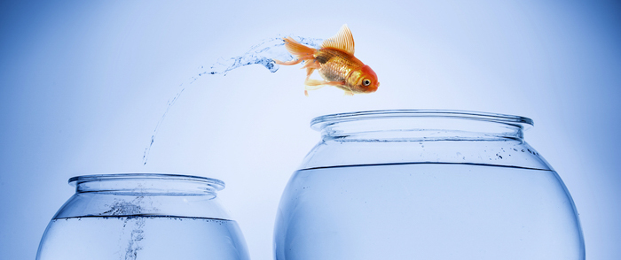 A goldfish jumps from a bowl to another bowl.
