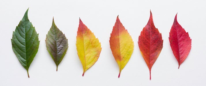autumn leaves color change