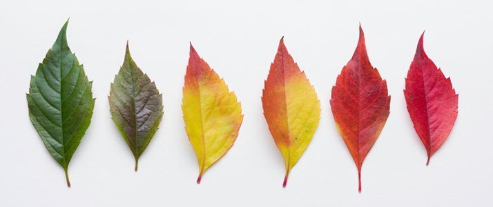 autumn leaves color change autumn leaves color change