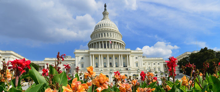 United States Capitol with flowers