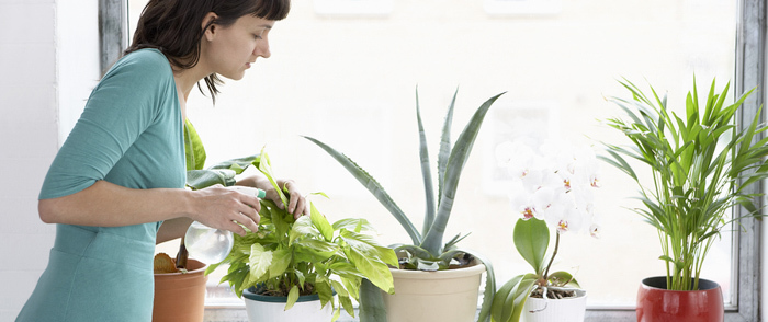 An employee waters plants at her workplace.