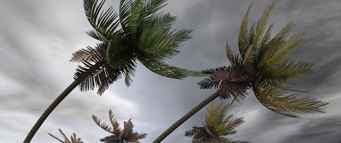 Palm trees bend over in the high winds of a hurricane.