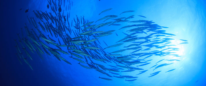 school of baracuda fish in ocean school of baracuda fish in ocean
