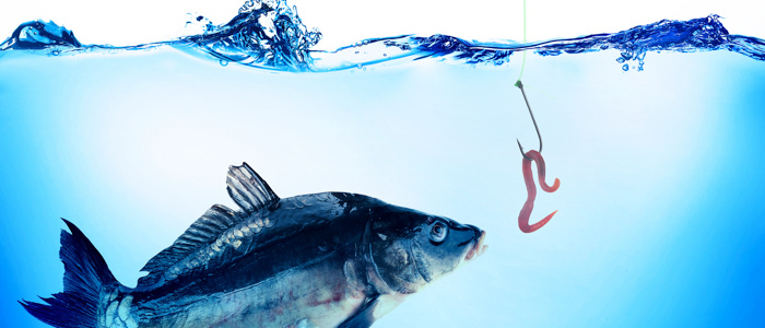 Small Business Phishing Scams: Avoiding the Hook