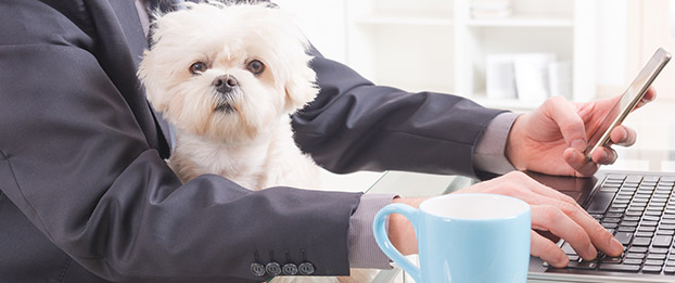 Featured Image for The Pros and Cons of Pets at Work