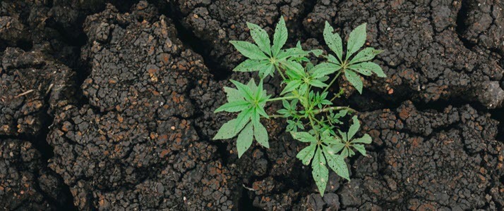 Tips for Maintaining Organizational Agility green plant sprouting through crack in dried earth